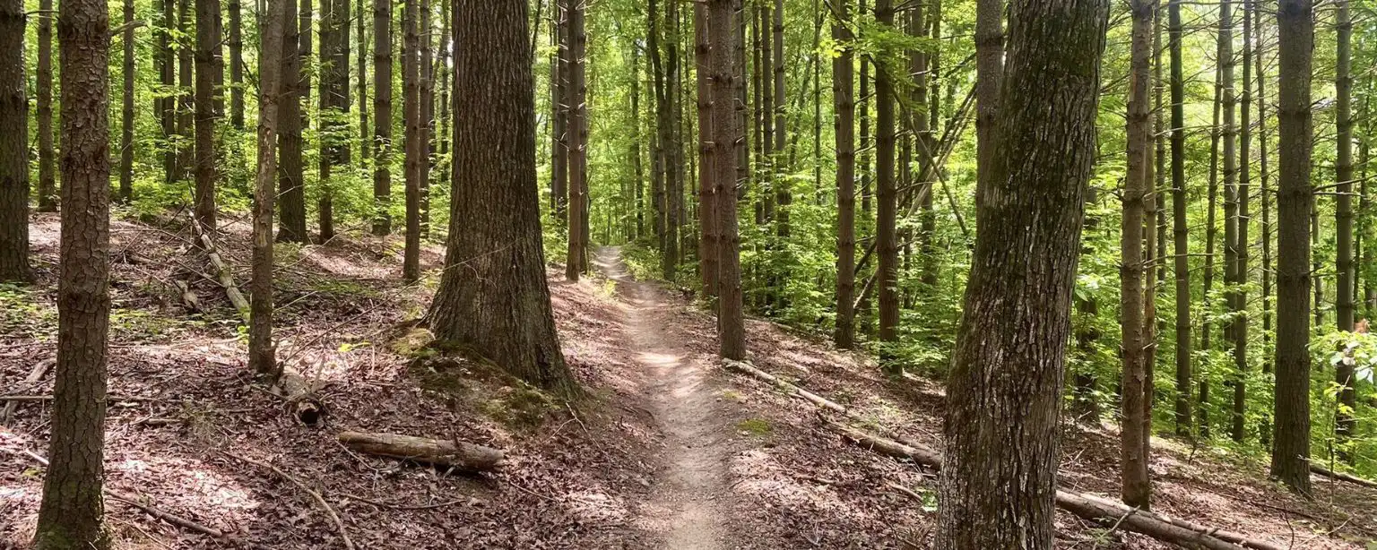 A photo of a train in a thick forest