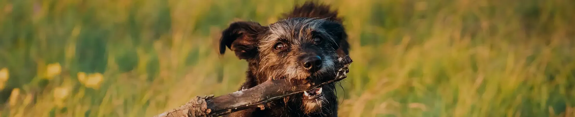 small black dog running through a grassy field with huge stick in his mouth