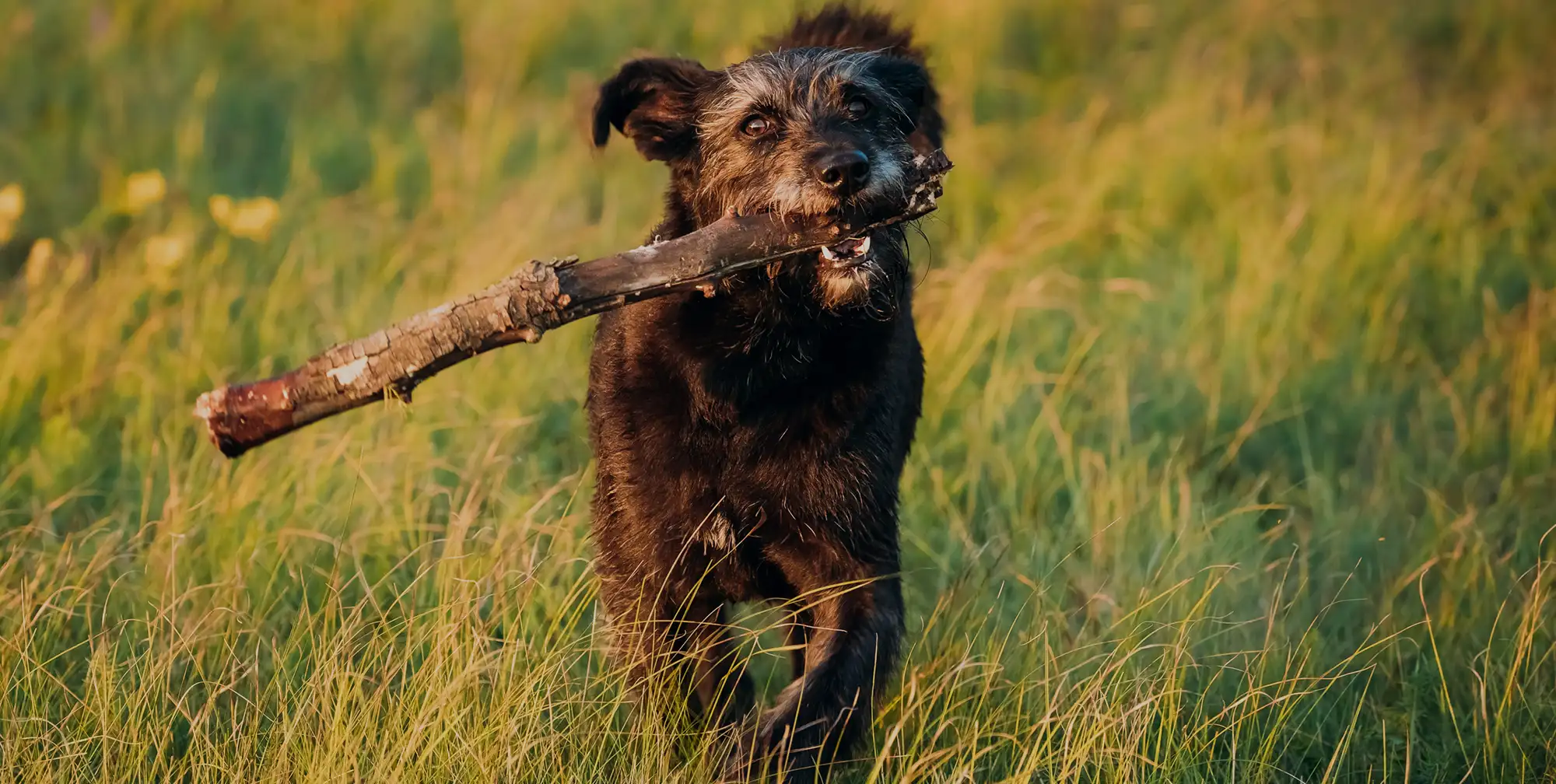 small black dog running through a grassy field with huge stick in his mouth