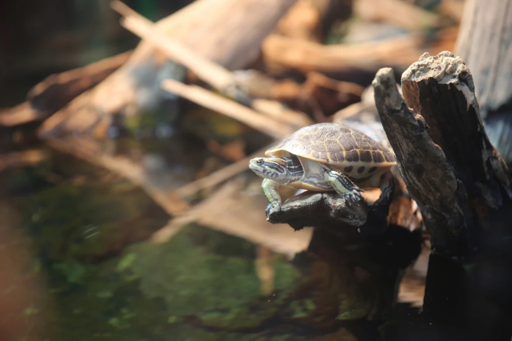 turtle inside a habitat in the Chattanooga Aquarium