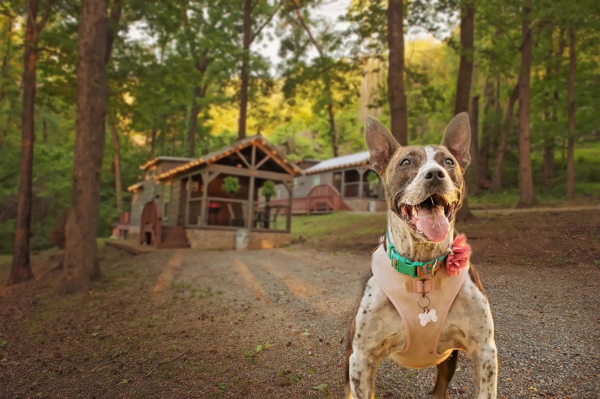 small dog wearing vest in front of tiny cabin in chattanooga tennessee