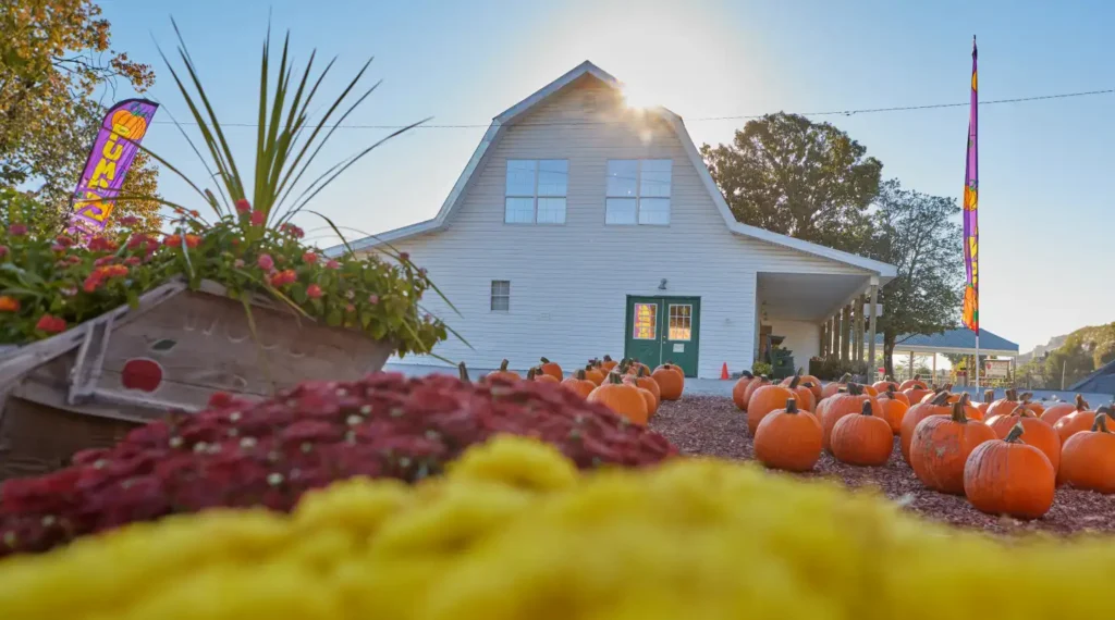 white farm house sitting behind a field of pumpkins and apples