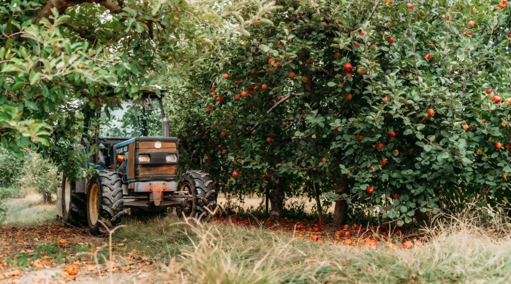 tractor sitting in the middle of an apple orchard