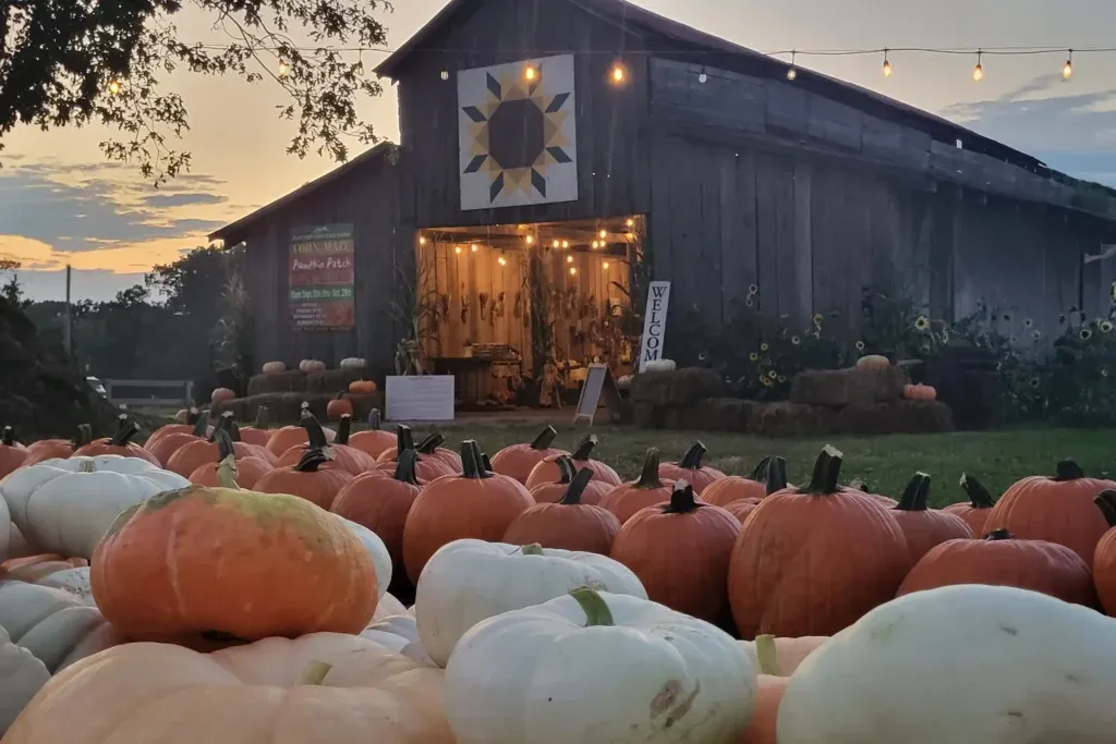 Rustic brown barn behind a field of pumpkins at dusk