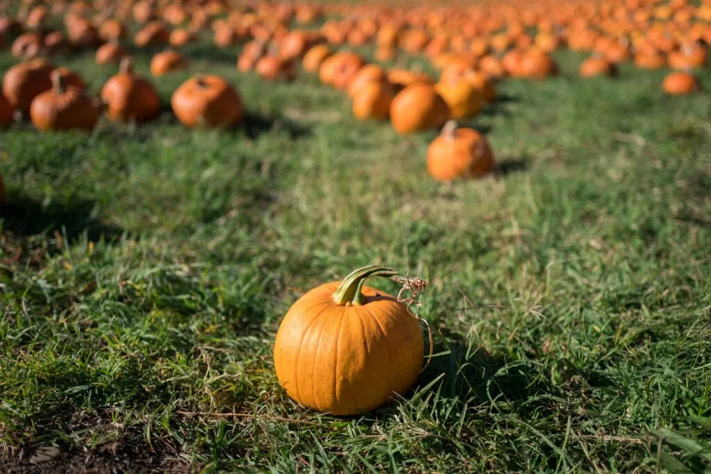 Pumpkins in a Pumpkin patch