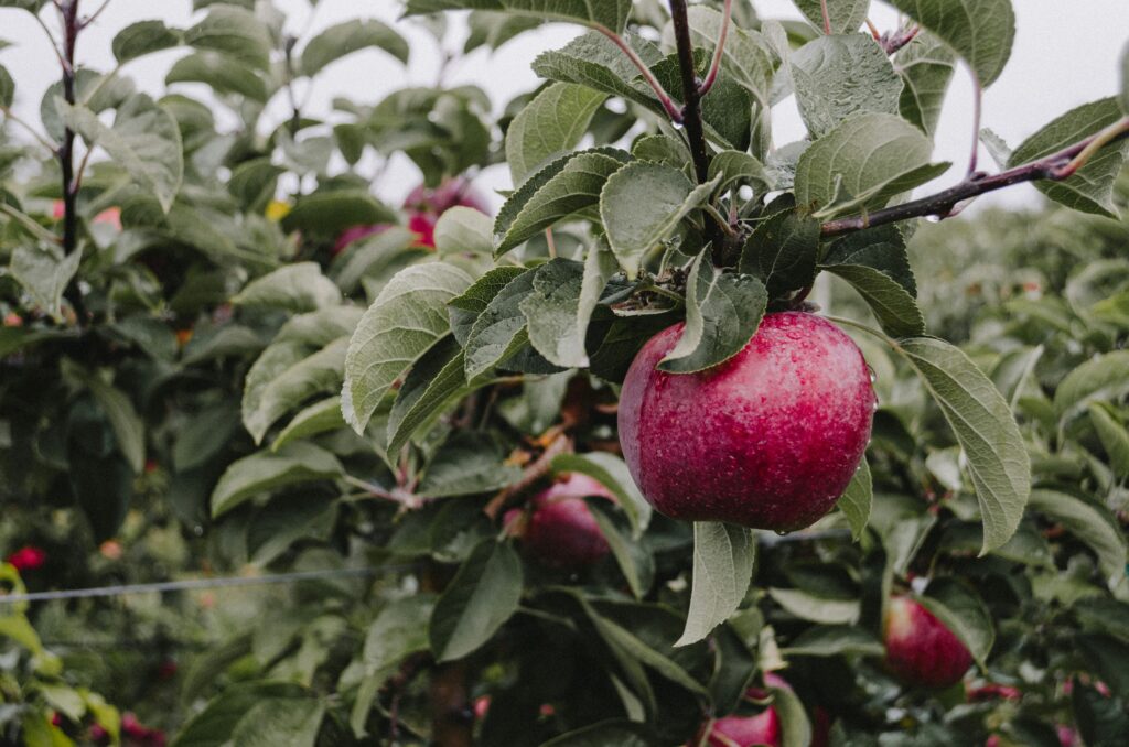 Picture close up of a deep red apple on a branch on an apple orchard