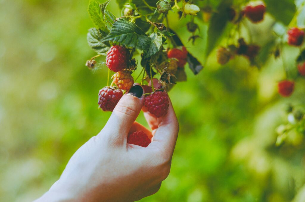 Picture of a hand picking fresh, autumn raspberries