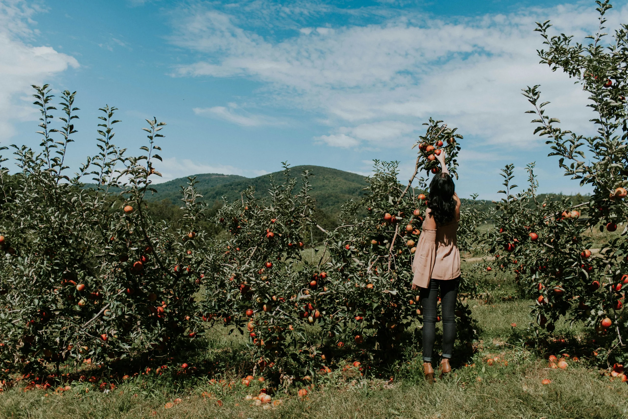 A girl picking apples on an apple farm in Chattanooga, Tennessee during Fall