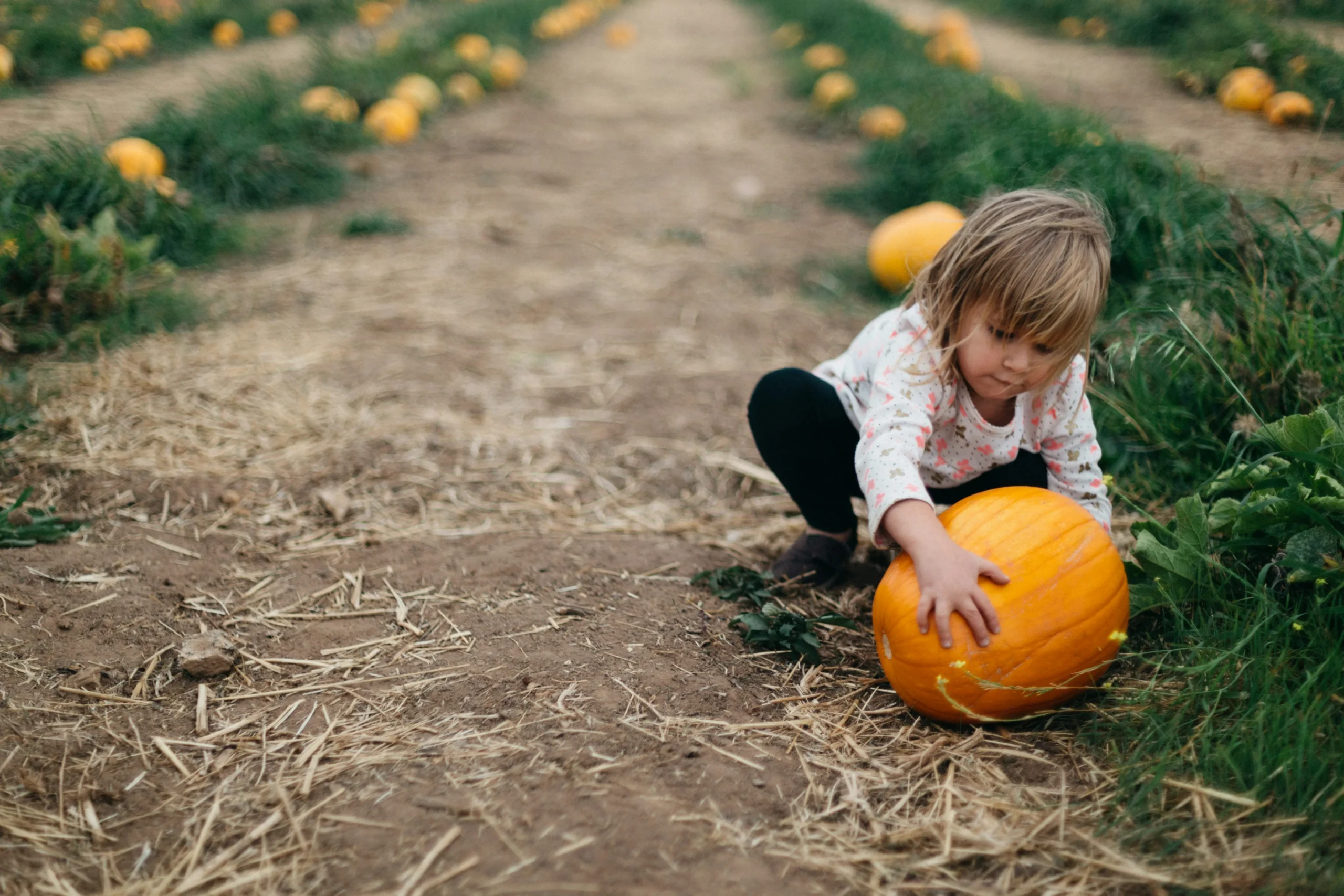 A young girl squats down in a pumpkin patch to pick up a pumpkin