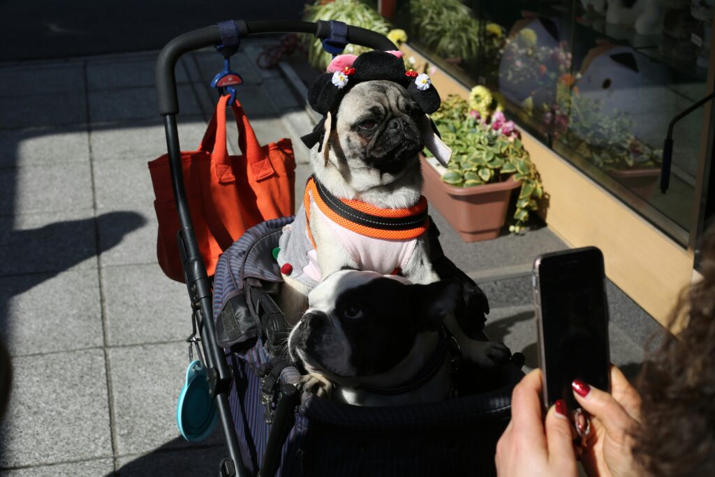 A pug in a halloween costume sitting in a stroller