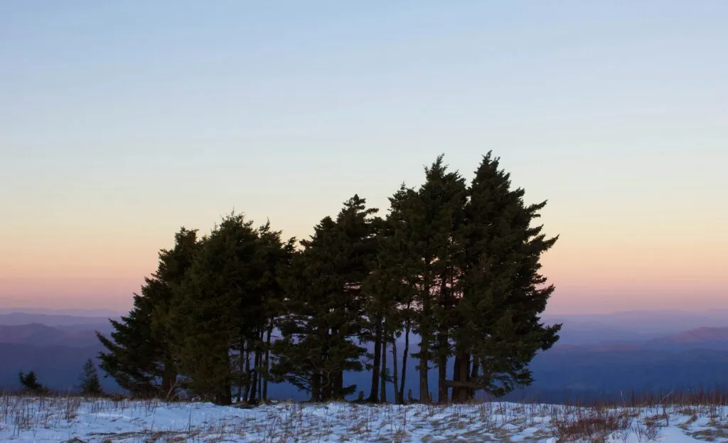 Fir trees along a wintery backdrop in Tennessee