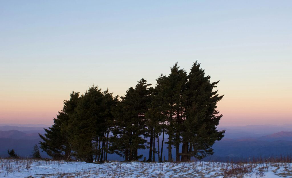 Photo of fir trees along a wintery backdrop