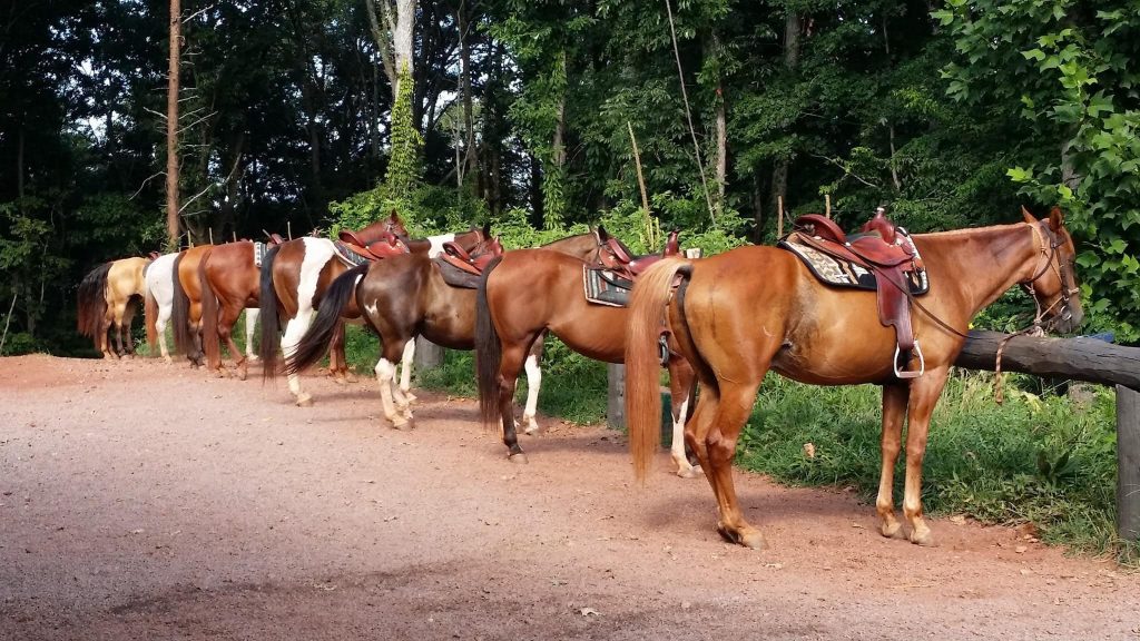 row of horses tied to a wooden fence post