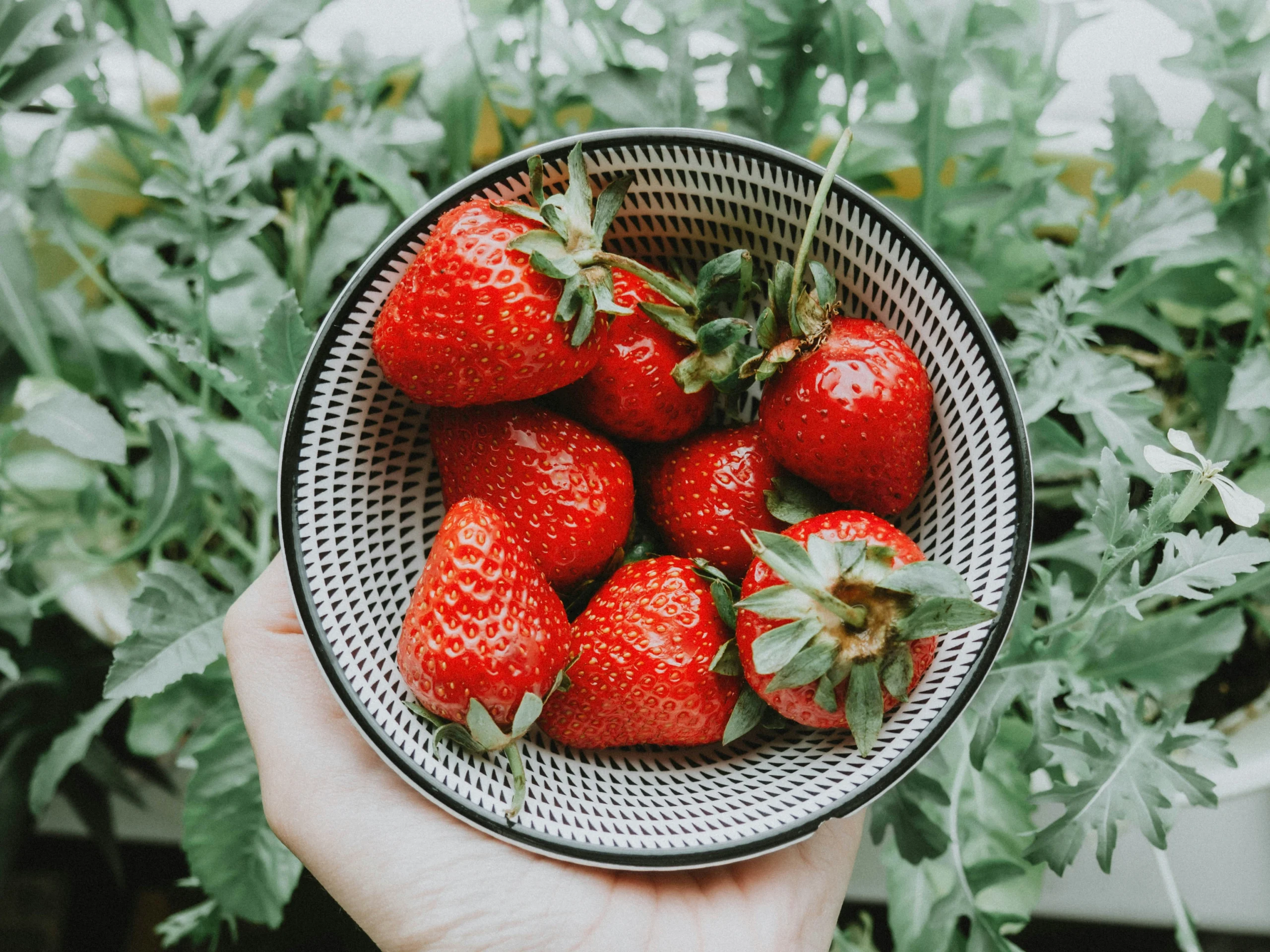 Hands holding a bowl of fresh strawberries