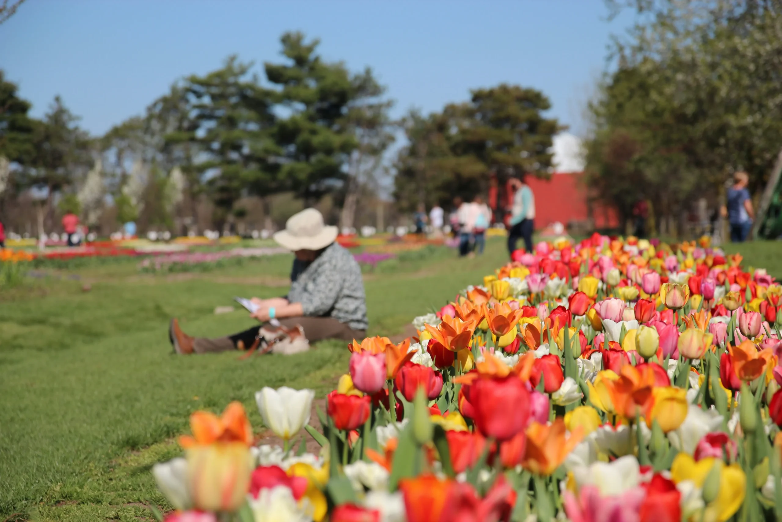 A person sits in the background of a tulip field