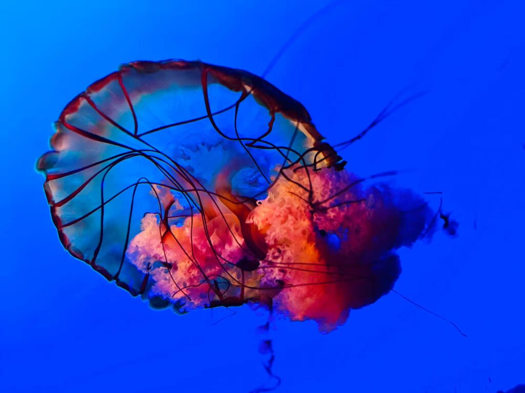 Orange and Red Jellyfish inside the Chattanooga Aquarium