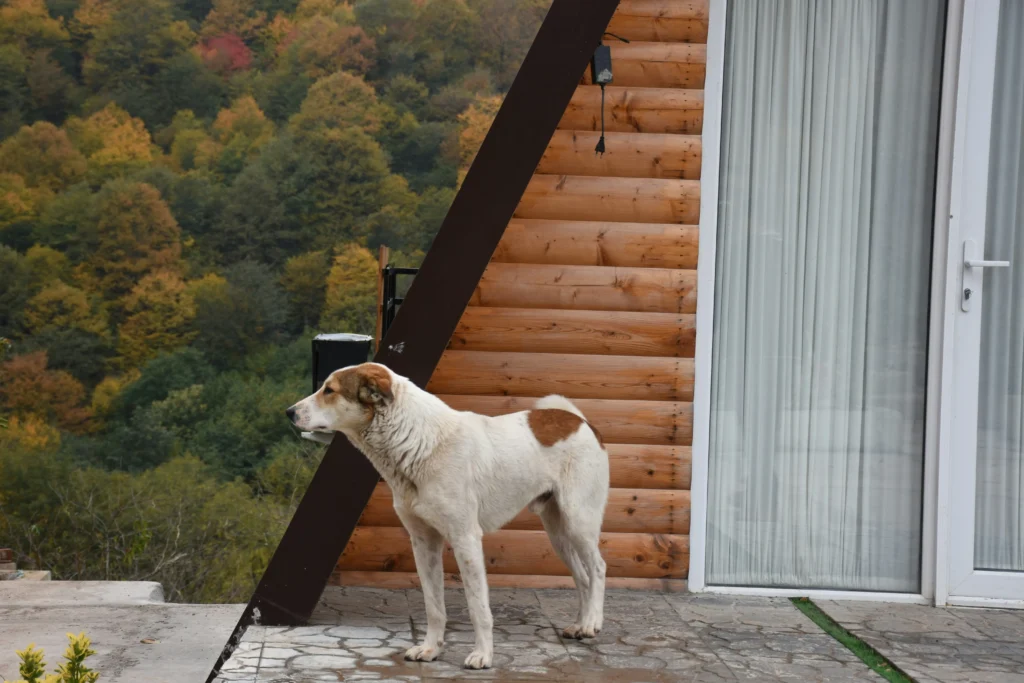 A dog standing in front of an A frame dog friendly cabin 