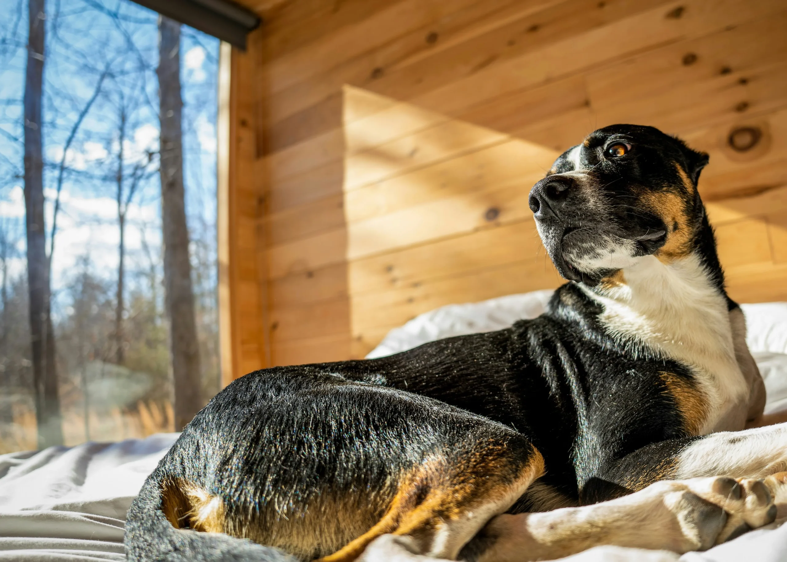 A dog sitting in a dog friendly cabin