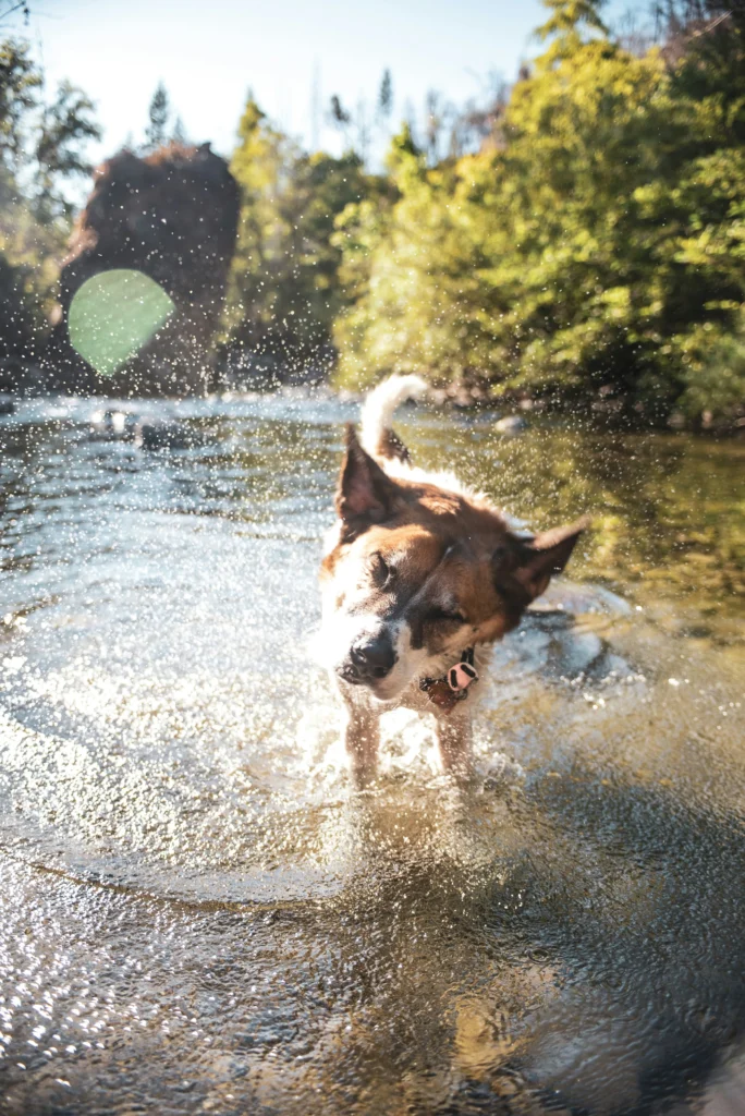 A dog shaking off water while standing in a lake
