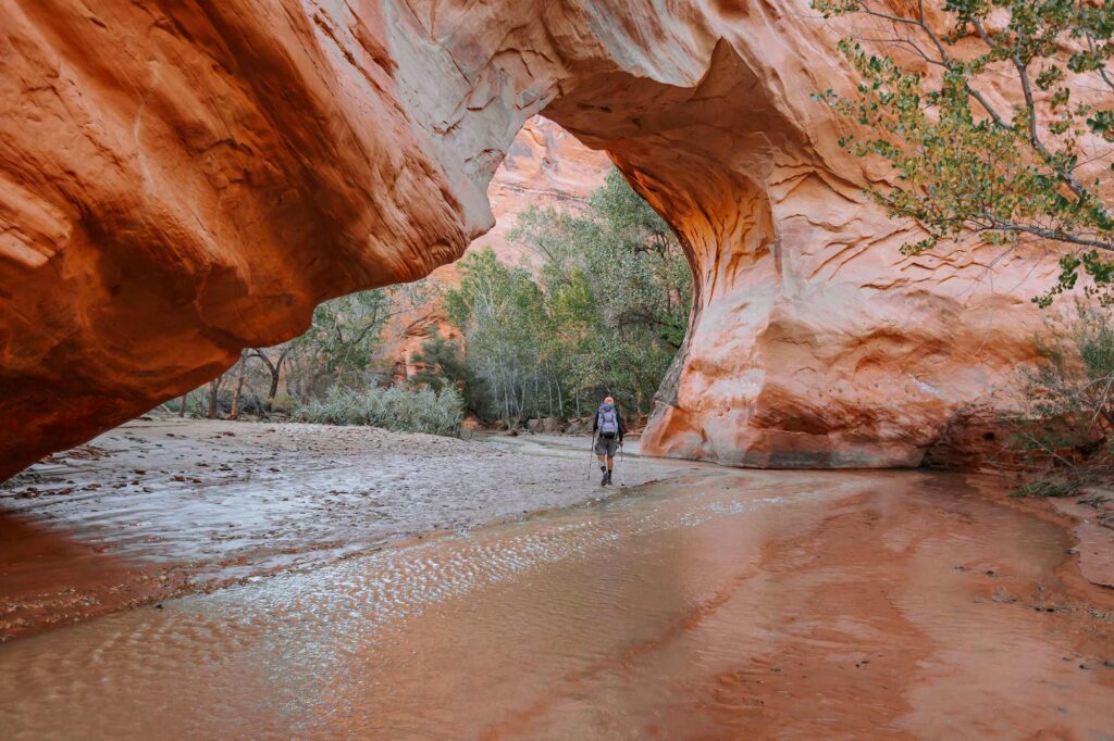 A hiker with trekking poles walks beneath a large red rock arch in Coyote Gulch surrounded by cottonwood trees.