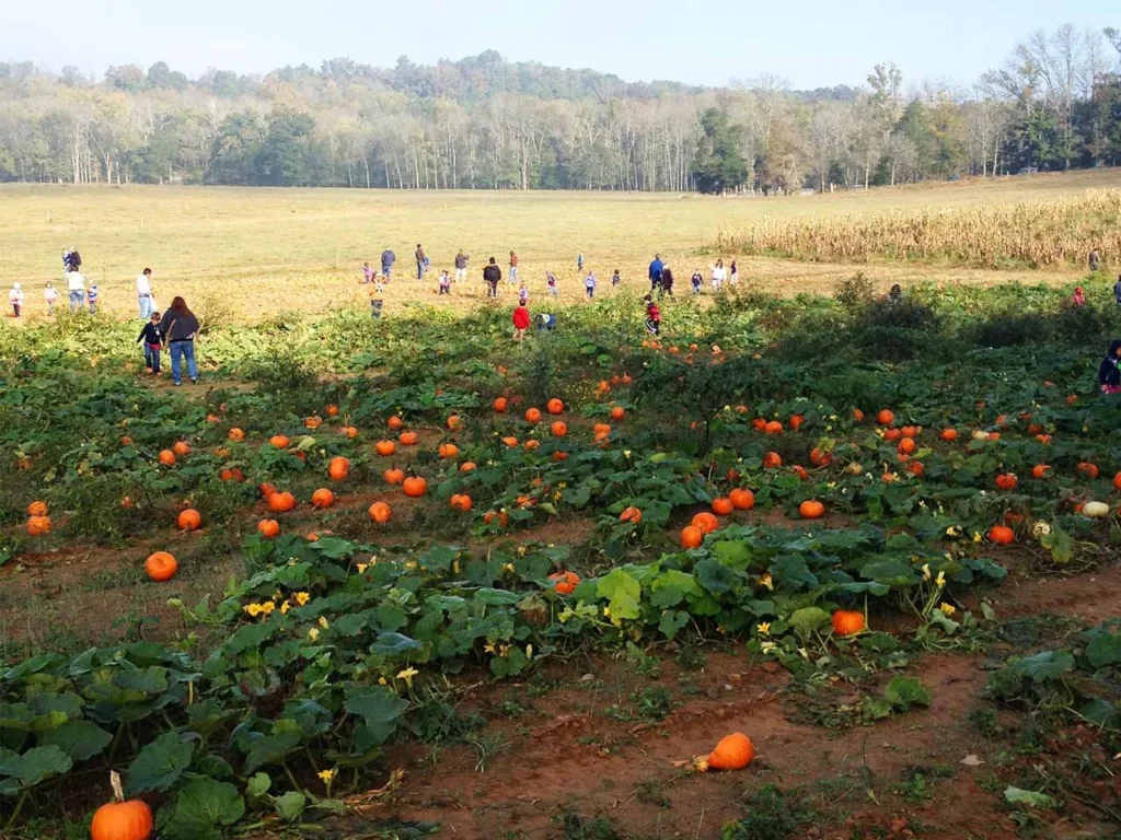 Families picking pumpkins at Guthrie Pumpkin Farm & Corn Maze in Riceville, TN—one of the top pumpkin patches near Chattanooga.