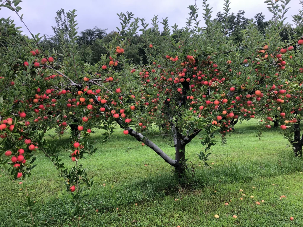 Apple trees heavy with red fruit at Wheeler’s Orchard & Farm in Georgetown, TN—an orchard and seasonal pumpkin patch near Chattanooga.