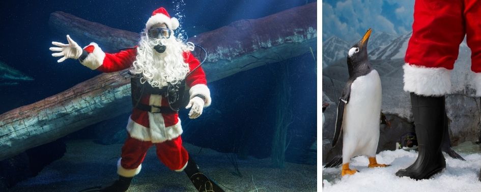 Scuba Santa diving at the Tennessee Aquarium holiday event in Chattanooga.