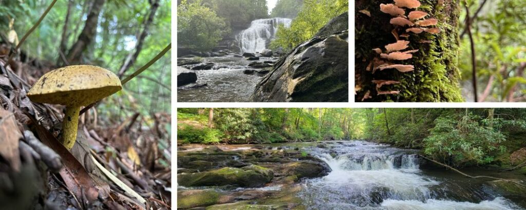 Mushroom growing on forest floor in the Bald River Mountains
