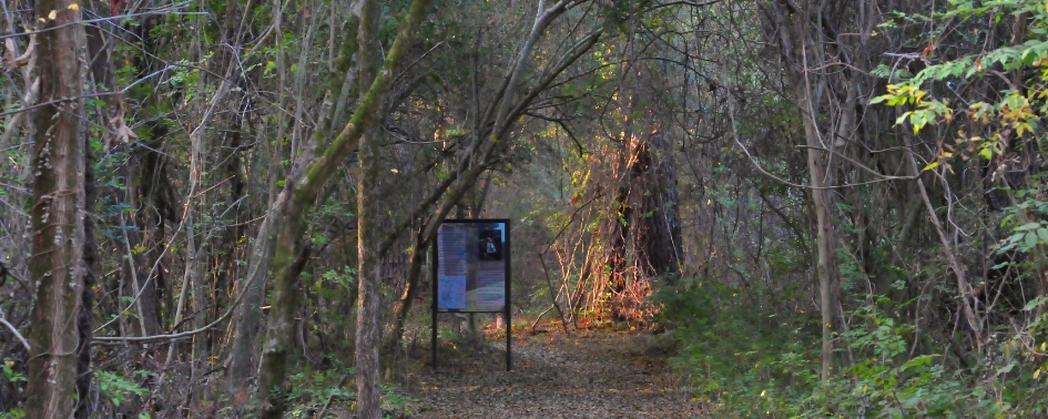 Shaded forest path on Blue Blazes Trail near Chattanooga