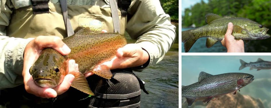 3 different fish that have been caught in the Ocoee River in Tennessee