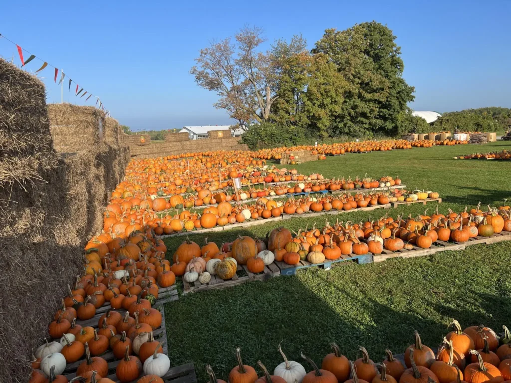 Pumpkin displays and fall decorations at Old McDonald’s Farm near Sale Creek Tennessee