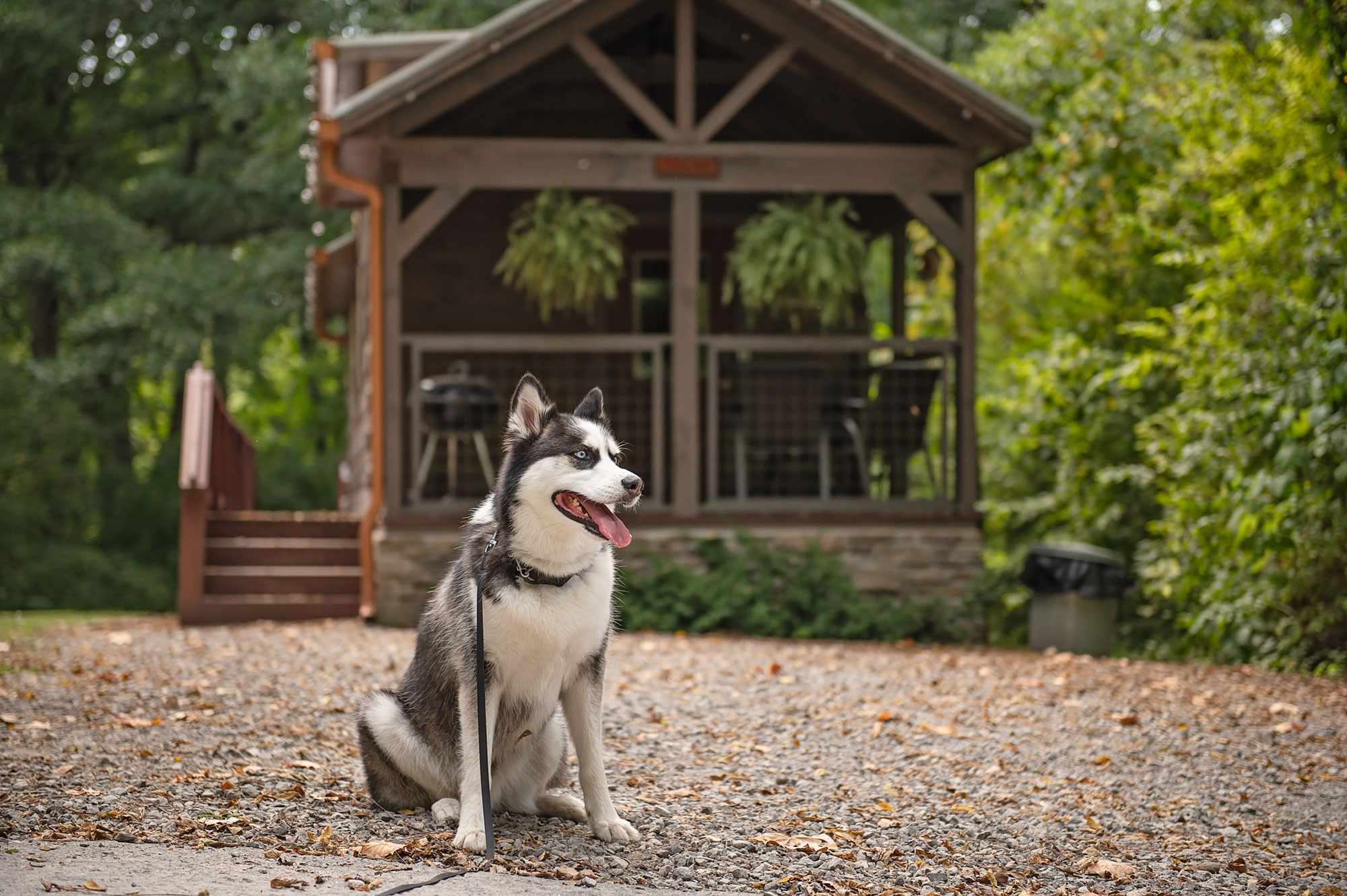 A happy husky sitting on a gravel path in front of a cozy, wooded Timberroot cabin, showcasing our pet-friendly cabin accommodations.