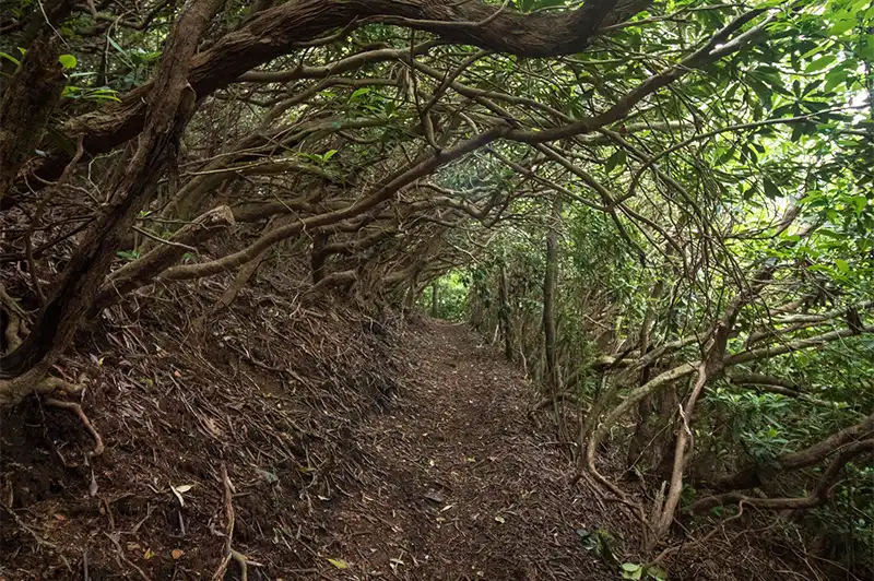 big frog wilderness trails