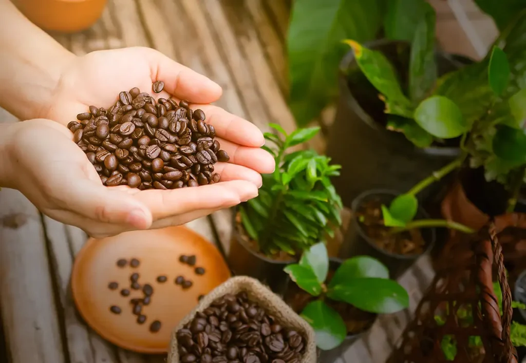 hand woman holding coffee beans in hemp sack
