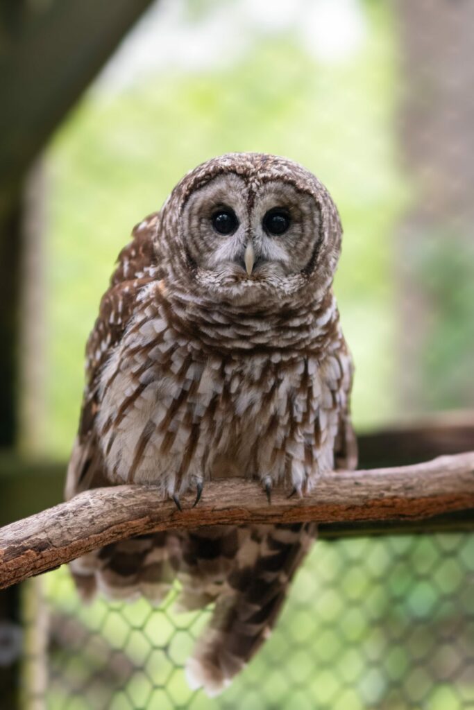 owl animal encounter relfection riding scaled 1