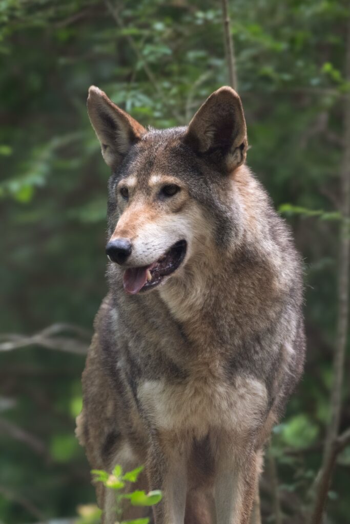 wolf animal encounter reflection riding 683x1024 2